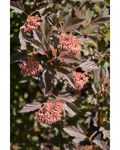 Physocarpus, Ninebark Tree 'Summer Wine'