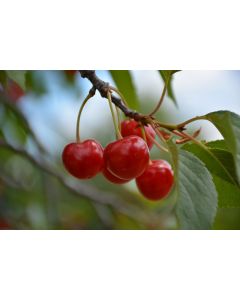 Prunus, Cherry 'Montmorency'