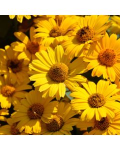 Heliopsis, False Sunflower 'Tuscan Sun'