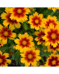 Coreopsis, Tickseed UpTick™ 'Gold and Bronze'