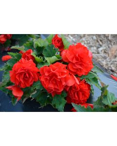 Begonia Tuberous, Nonstop® Joy 'Red'