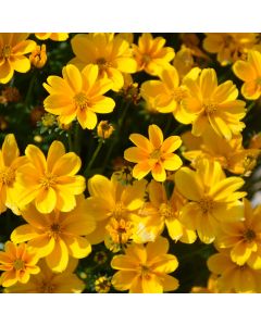 Bidens, Upright Yellow 'Empire'