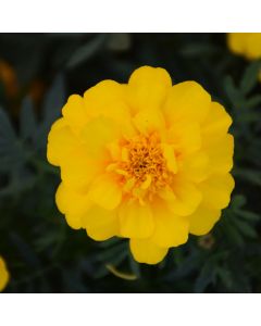 Tagetes, Marigold Durango® 'Yellow'