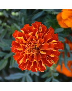 Tagetes, Marigold Durango® 'Red'