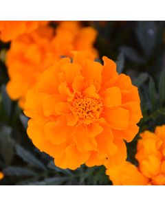 Tagetes, Marigold Durango® 'Orange'