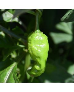 Capsicum, Hot Habanero Pepper 'Ghost/Bhut Jolokia'