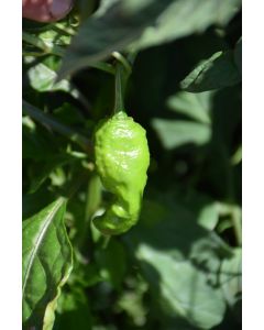 Capsicum, Hot Pepper 'Ghost Bhut Jolokia'