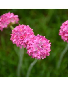 Armeria, Sea Thrift 'Bloodstone'