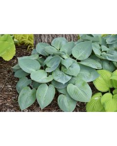 Hosta, Blue Leaf 'Prairie Sky'
