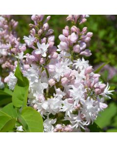 Syringa, Common Lilac 'Beauty of Moscow'