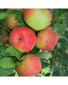 Malus, Fruiting Apple 'Honeycrisp' (Large Sizes)