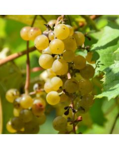 Vitis, White Grape 'LaCrescent™'