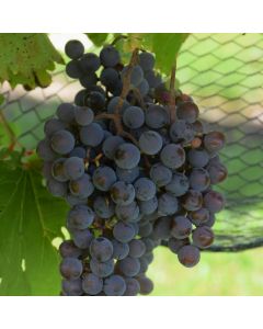 Vitis, White Grape 'Frontenac Gris™'