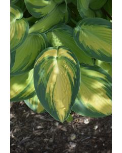 Hosta, Blue-Lime Leaf 'June'