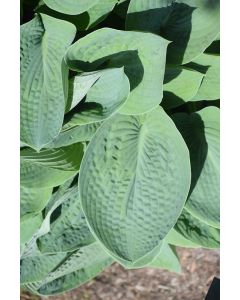 Hosta, Blue Leaf 'Big Daddy'