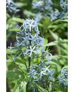 Amsonia, Bluestar 'Narrow-Leaf'