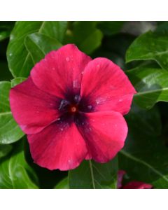 Vinca, Tattoo™ 'Black Cherry'