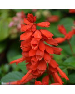 Salvia, Vista™ 'Red'