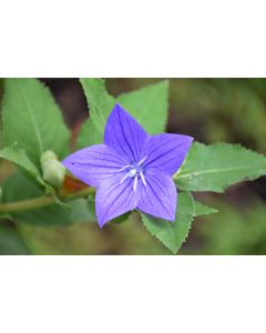 Platycodon, Balloon Flower, 'Astra Blue'
