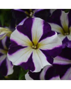 Petunia, Amore® 'Purple'