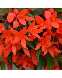 Begonia Bolivian, Waterfalls® 'Encanto Orange®'