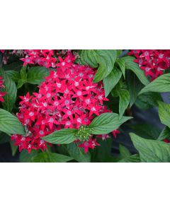 Pentas, Lucky Star® 'Raspberry'