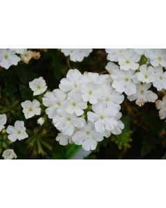 Verbena (Vervain), Firehouse™ 'White'