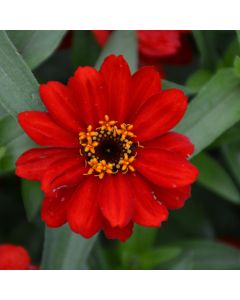 Zinnia, Profusion 'Red'