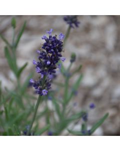 Lavandula, English Lavender Sentivia™ 'Blue'