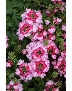 Verbena (Vervain), Samira® 'Red Star'