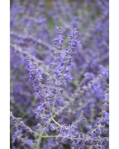 Perovskia, Russian Sage 'Crazy Blue'