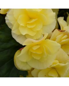 Begonia Rieger, Solenia® 'Yellow'