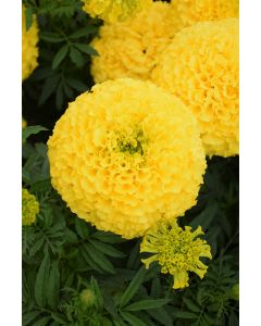 Marigold, African Marvel™ 'Yellow'