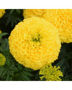 Tagetes, Marigold Marvel™ 'Yellow'