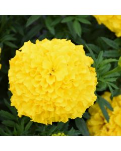 Tagetes, Marigold Antigua™ 'Yellow'