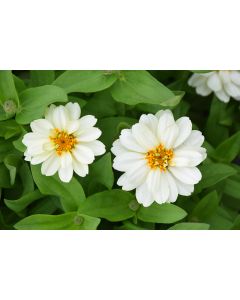 Zinnia, Profusion 'Double White'
