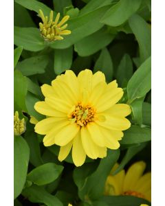 Zinnia, Profusion 'Double Yellow'