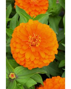 Zinnia, Magellan™ 'Orange'