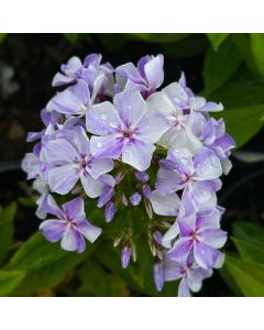 Phlox, Garden Flame® 'Blue'