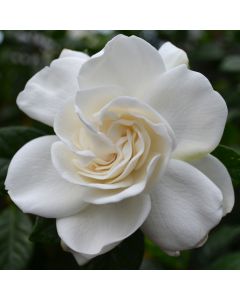 Gardenia Jasminoides 'Cape Jasmine'