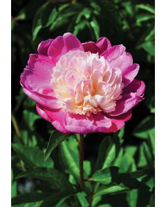 Paeonia, Pink Peony 'Gay Paree'