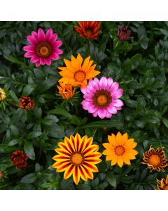 Gazania, Kiss™ Mix