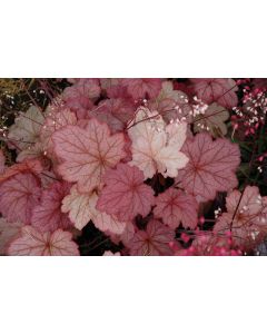 Heuchera, Red Leaf Coral Bells 'Georgia Peach'