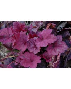 Heuchera, Purple Leaf Coral Bells 'Georgia Plum'