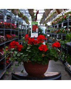 Geranium, Americana® 'Dark Red' Hanging Basket