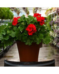 Geranium, Zonal 'Red' Patio Planter