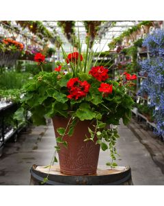 Geranium, Americana® 'Dark Red' Patio Planter with Spike