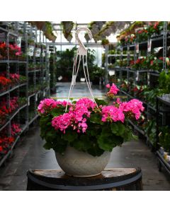 Geranium, Americana® 'Pink' Hanging Basket