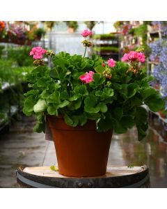 Geranium, Americana® 'Pink' Patio Planter
