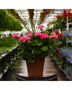 Geranium, Americana® 'Pink' Patio Planter with Spike